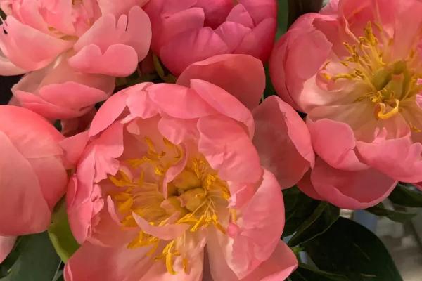 芍药花有什么花语，花语是依依惜别、难舍难分