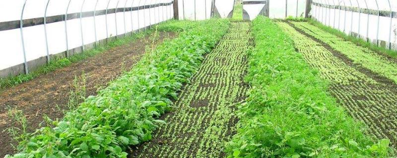 冬种大棚蔬菜如何通风换气