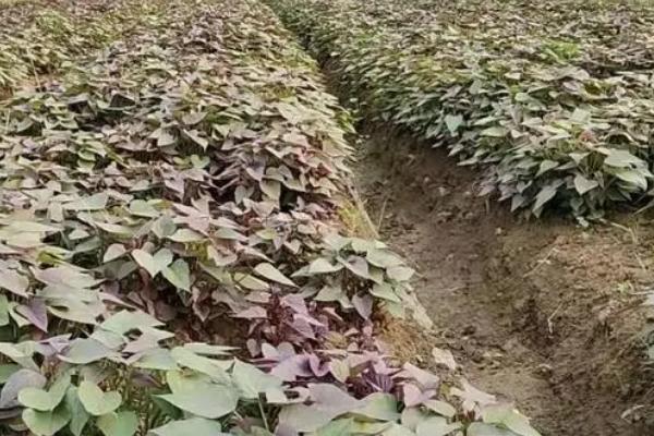 紫甘薯的育苗要点，出苗前要覆盖草帘、保持床温