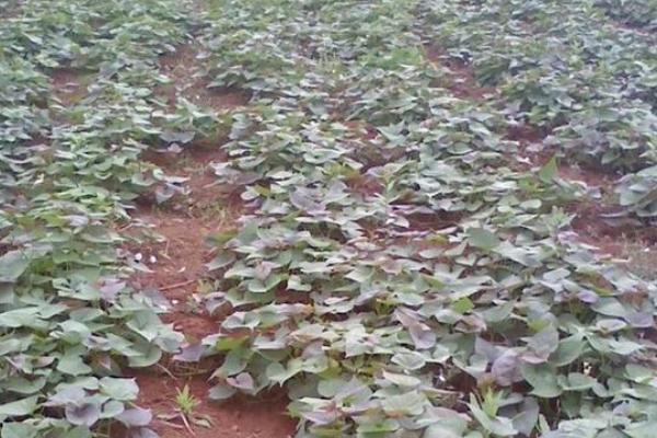紫甘薯的育苗要点，出苗前要覆盖草帘、保持床温