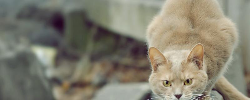 猫腹水产生的原因