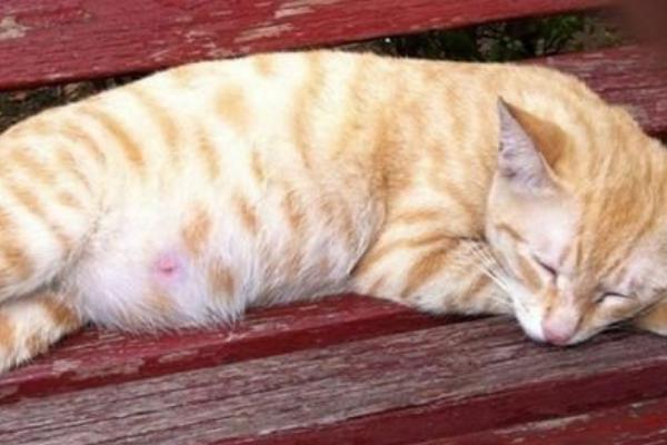 猫腹水产生的原因，腹腔肿瘤是成年猫最常见的原因之一
