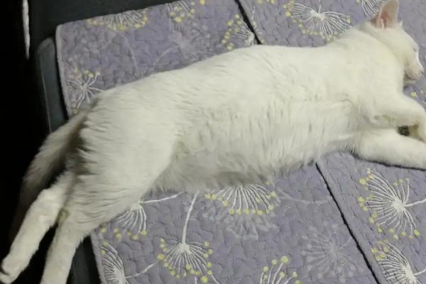 猫腹水产生的原因，腹腔肿瘤是成年猫最常见的原因之一