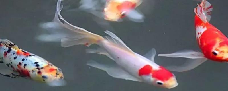 锦鲤不吃浮食的原因