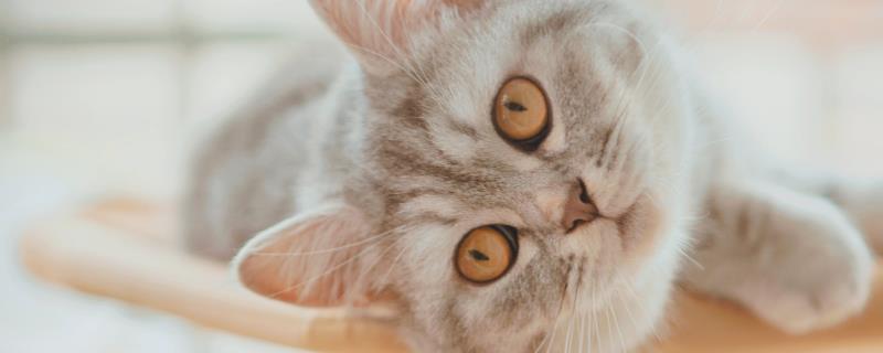 猫咪骨折有什么表现