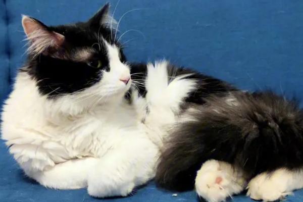 猫咪骨折有什么表现，一般会出现后肢无力、肿胀明显等症状