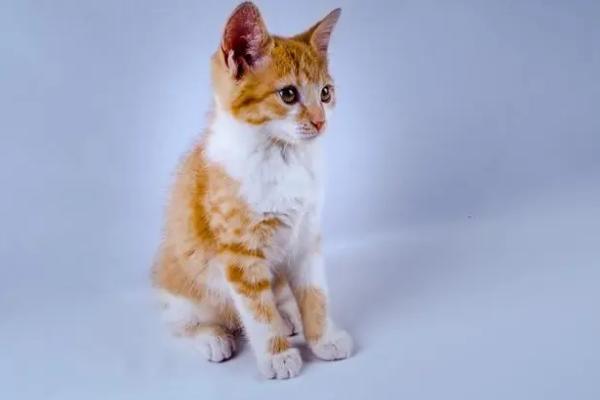 猫咪骨折有什么表现，一般会出现后肢无力、肿胀明显等症状