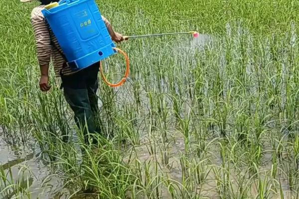 秋冬季节用什么药防治麦田杂草，需根据防治对象使用针对性药剂