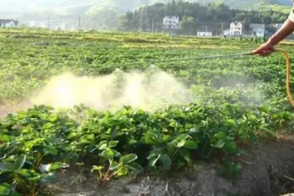 秋冬季节用什么药防治麦田杂草，需根据防治对象使用针对性药剂