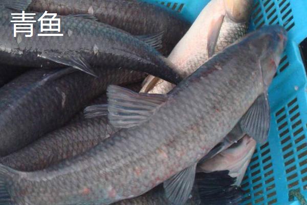 青鱼是鲅鱼吗，外观相似却是两种不同的鱼