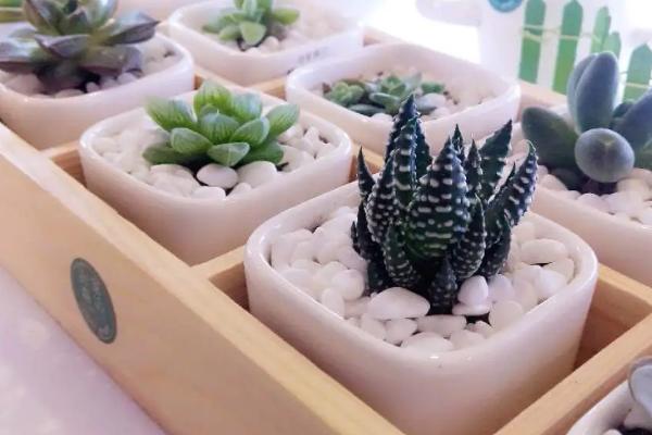 黑法师的叶插方法，配好盆土后再摆放叶插品种