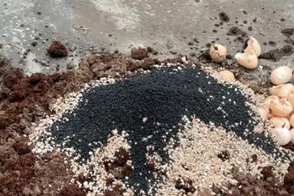 黑法师的叶插方法，配好盆土后再摆放叶插品种