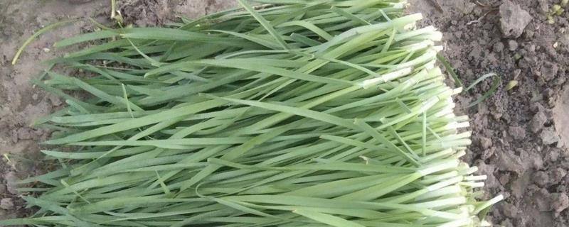 冬天能不能种植韭菜