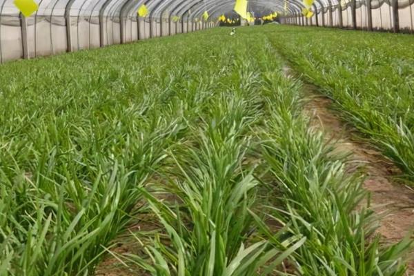 冬天能不能种植韭菜，可在大棚或室内种植