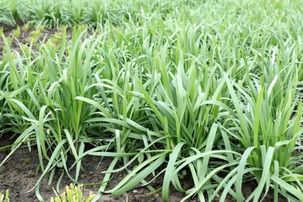 冬天能不能种植韭菜，可在大棚或室内种植