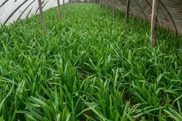 冬天能不能种植韭菜，可在大棚或室内种植