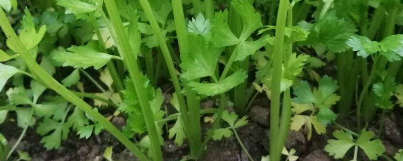 芹菜的亩产量