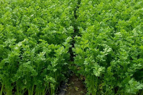 芹菜的亩产量，通常可达到3000-5000公斤左右