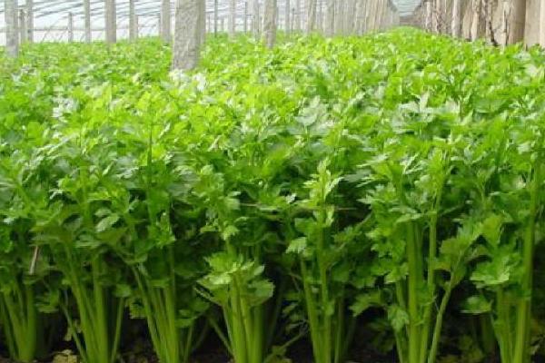 芹菜的亩产量，通常可达到3000-5000公斤左右