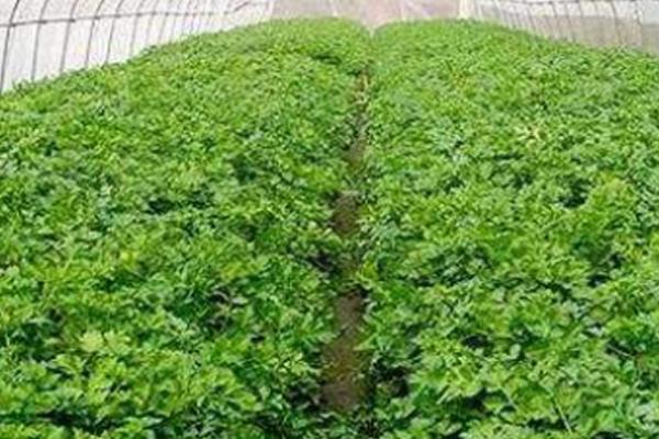 芹菜的亩产量，通常可达到3000-5000公斤左右
