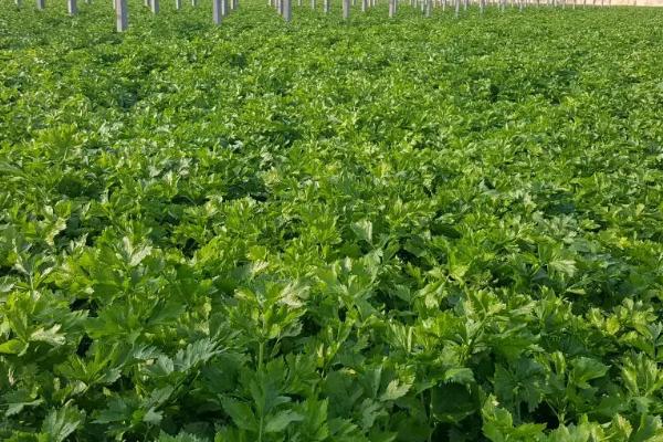 芹菜的亩产量，通常可达到3000-5000公斤左右
