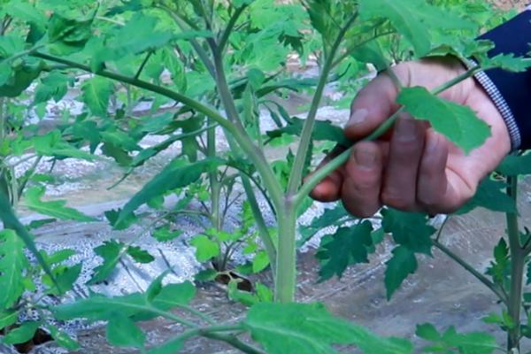 西红柿剪枝方法，可保留主杆剪除侧枝