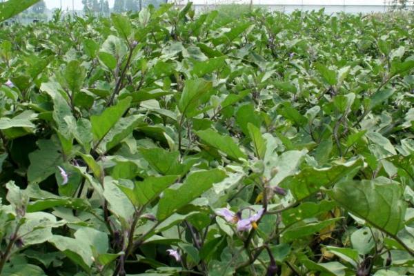 茄子黄萎病的防治方法，高温闷棚可灭杀病菌