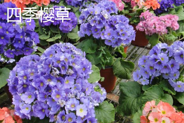 报春花斑点病如何防治，应选育抗病品种