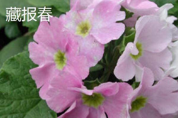 报春花斑点病如何防治，应选育抗病品种