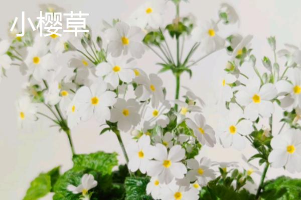 报春花斑点病如何防治，应选育抗病品种