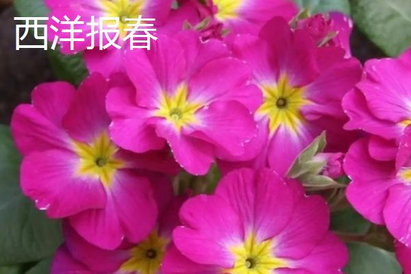 报春花斑点病如何防治，应选育抗病品种