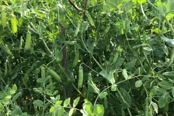 豌豆怎么种才能高产，种植前需施足底肥