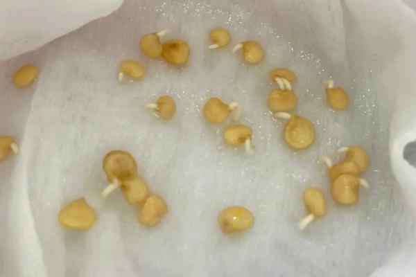 辣椒种子怎么催芽，浸泡后放置在湿毛巾上面即可