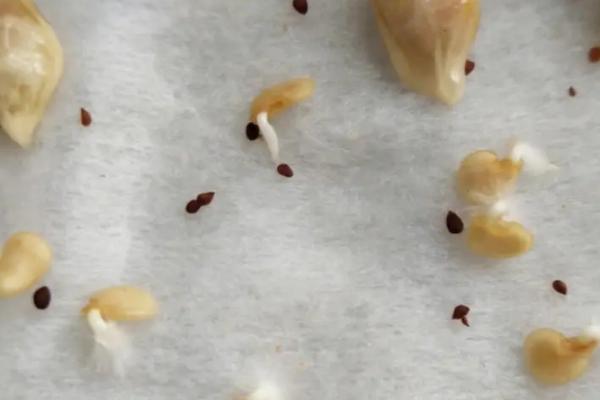 辣椒种子怎么催芽，浸泡后放置在湿毛巾上面即可