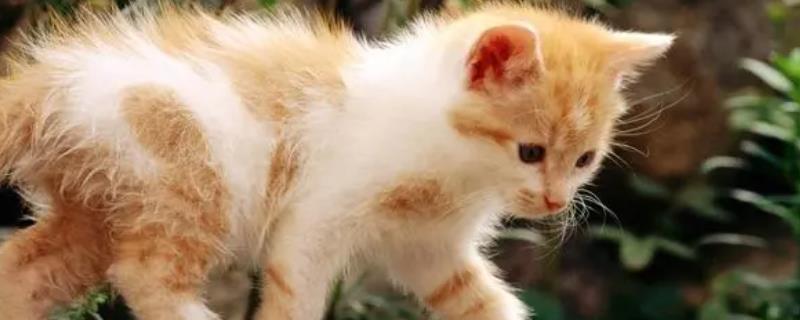 养小猫多久换一次猫砂