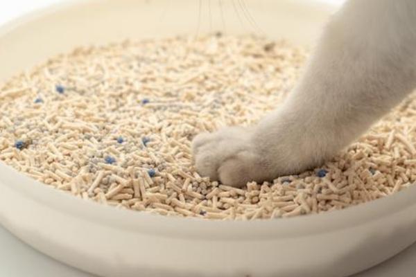 养小猫多久换一次猫砂，可以每隔3-5天更换一次