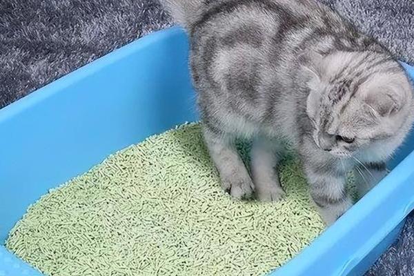 养小猫多久换一次猫砂，可以每隔3-5天更换一次