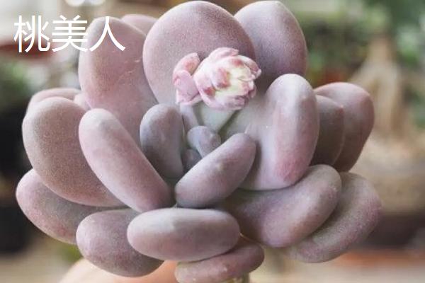 桃美人和星美人有什么区别，前者的叶片呈淡紫色或粉红色、后者的叶片呈白色或淡蓝色
