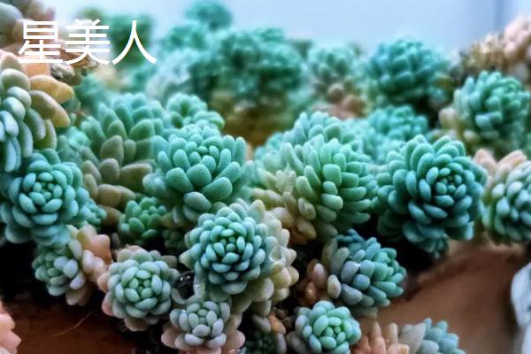 桃美人和星美人有什么区别，前者的叶片呈淡紫色或粉红色、后者的叶片呈白色或淡蓝色