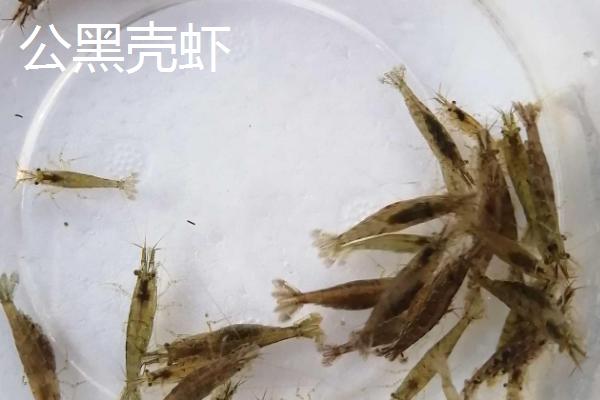 公母黑壳虾如何区分，公虾腹部细长、母虾腹部较大