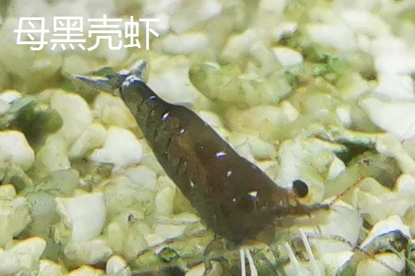 公母黑壳虾如何区分，公虾腹部细长、母虾腹部较大