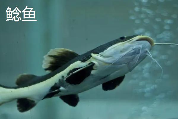 潜鱼和鲶鱼的区别，潜鱼是鳕形目鱼类、鲶鱼是鲇形目鱼类