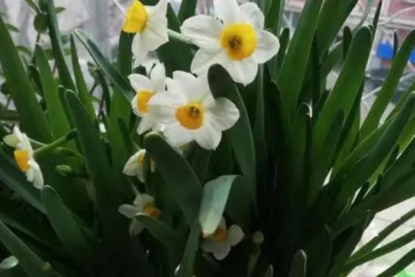 水仙花不开放的原因，可能是养分被消耗太多所导致