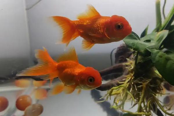 金鱼一天不喂食会死吗，一周不投食也不会饿死