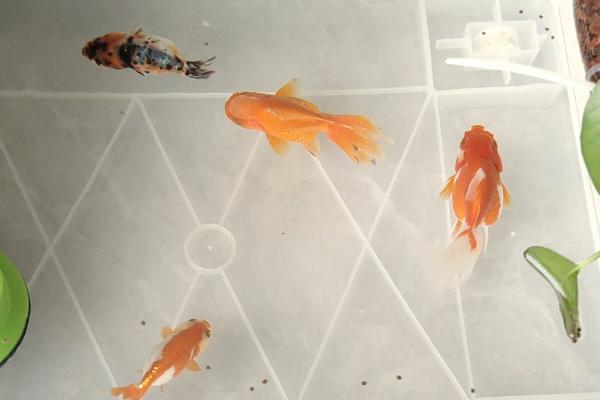 金鱼一天不喂食会死吗，一周不投食也不会饿死