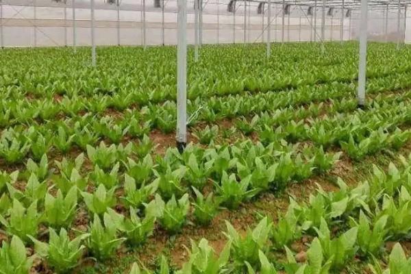 冬季蔬菜换茬注意事项，这几点必须做好