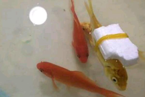 鱼儿失鳔的原因，水质太差或温差太大会导致