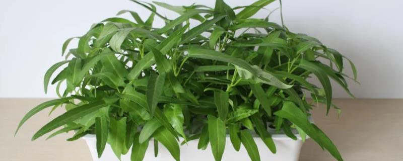 空心菜盆栽种植方法