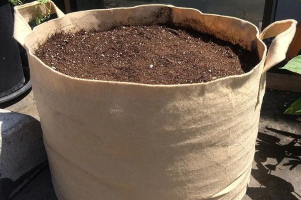 空心菜盆栽种植方法，利用成熟的植株进行扦插