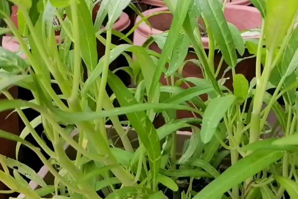 空心菜盆栽种植方法，利用成熟的植株进行扦插